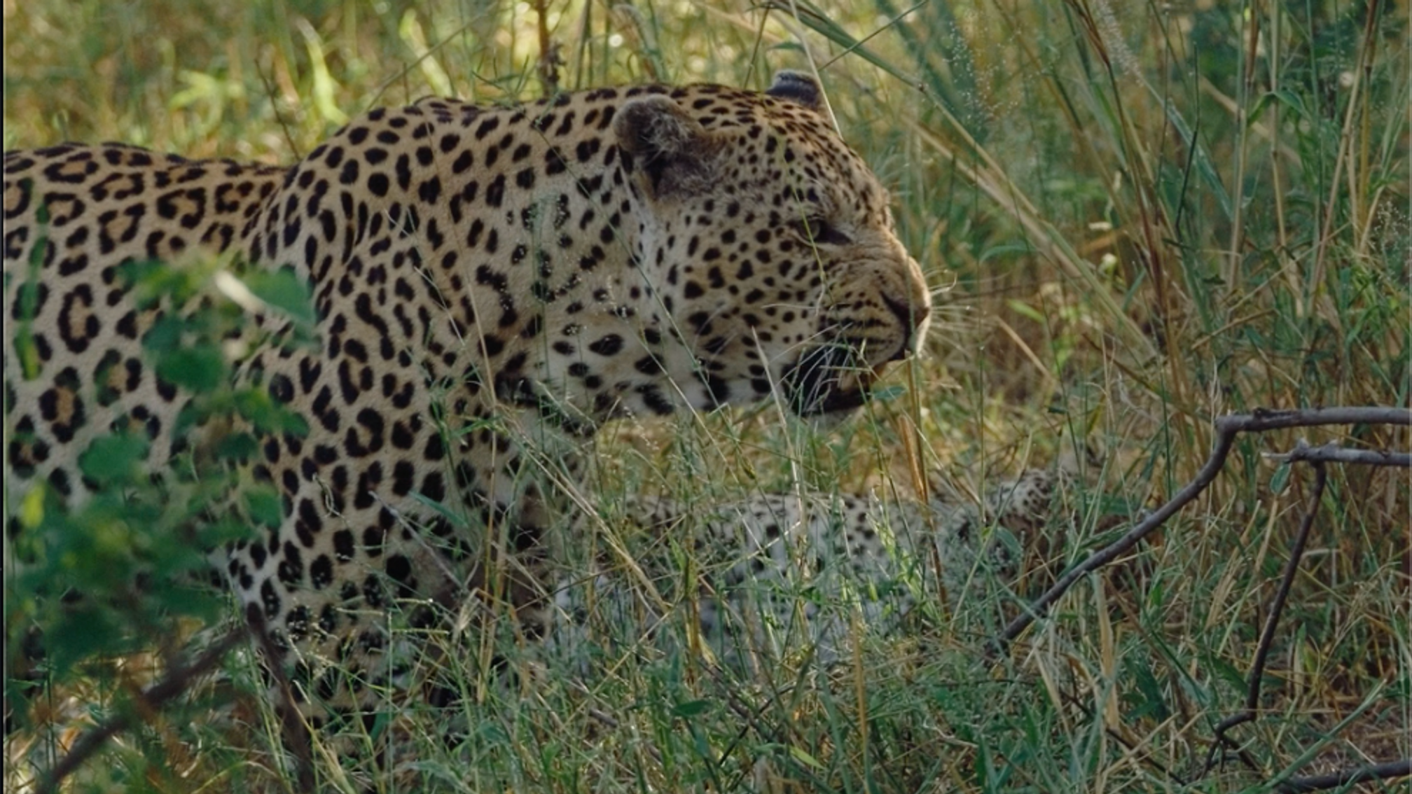 Botswana | CNT x Wilderness